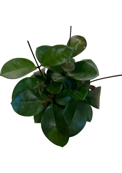 Hoya Australis (Mum Çiçeği) fiyatları