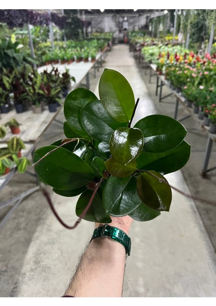 Hoya Australis (Mum Çiçeği) fırsatları