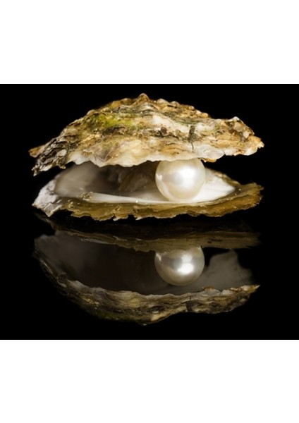 bulurum ıstiridye kabuğunda gerçek ınci ke fiyatları