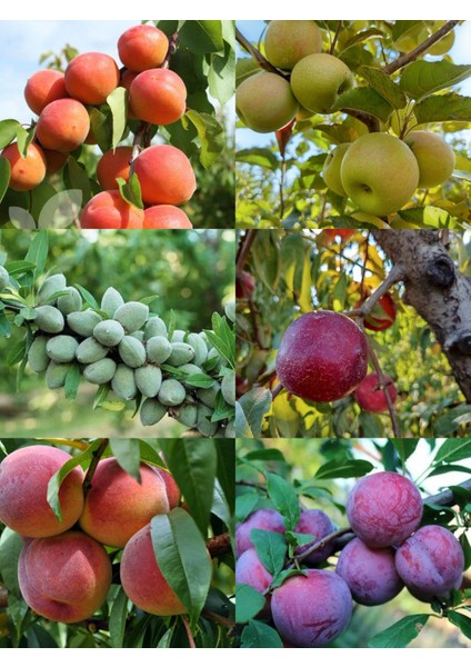 6ADET Meyve Fidanı Paketi( Kayısı-Badem-Elma-Şeftali-Nektarin-Erik) 3YAŞLI130-150CM