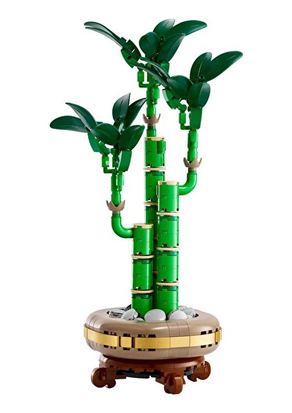 3 Adet Creator Şans Bambusu 10344