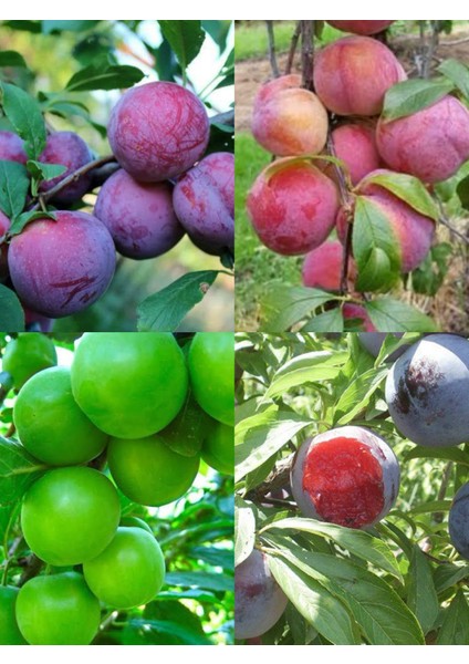 4 Lü Erikfidanı Paketi(Papaz Erik-Blackdiamon-Angelino-Fortune) 3yaşlı 130-150CM