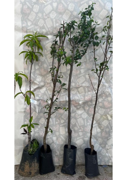 4 Lü Erikfidanı Paketi(Papaz Erik-Blackdiamon-Angelino-Fortune) 3yaşlı 130-150CM fiyatları