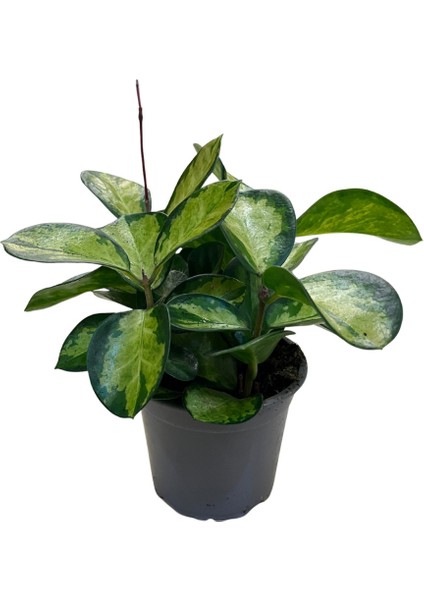 Hoya Australis 'lisa' (Mum Çiçeği)