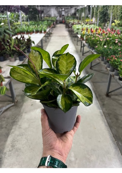 Hoya Australis 'lisa' (Mum Çiçeği) modelleri