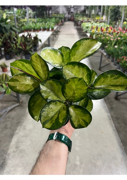 Hoya Australis 'lisa' (Mum Çiçeği) fırsatları