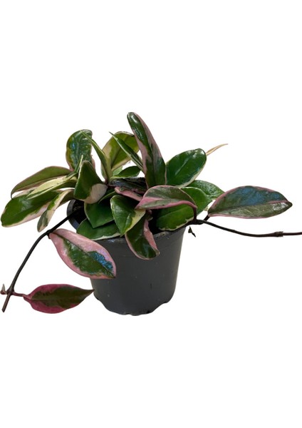 Hoya 'Flamingo Dream' (Mum Çiçeği)