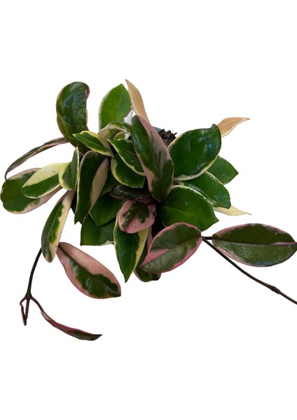 Hoya 'Flamingo Dream' (Mum Çiçeği) fiyatları