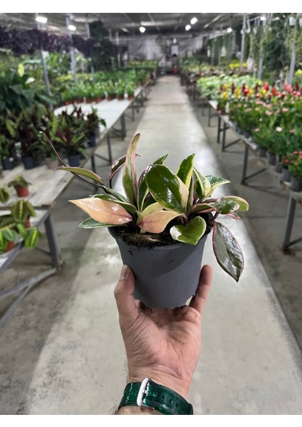 Hoya 'Flamingo Dream' (Mum Çiçeği) modelleri