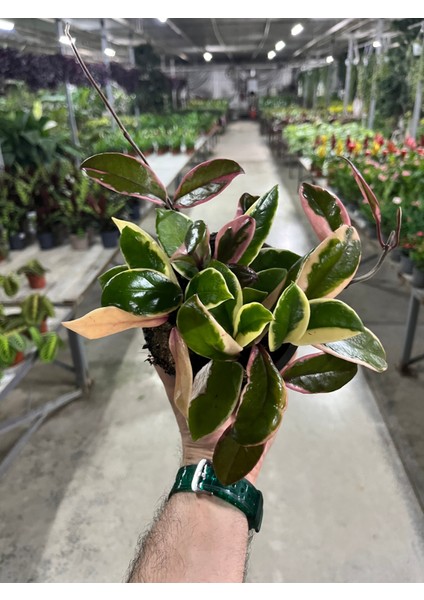 Hoya 'Flamingo Dream' (Mum Çiçeği) fırsatları