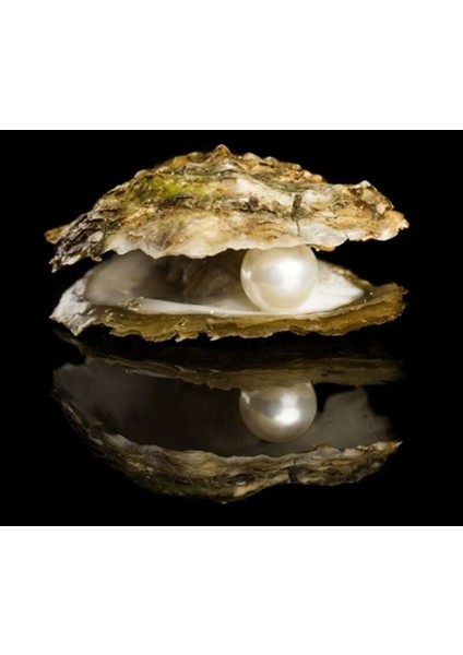 Istiridye Kabuğunda Gerçek Inci Kolye fiyatları