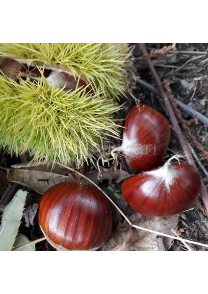 Gümeli Aşı Kestanesi - Duble Büyük Boy, Yeni Sezon Taze Doğal (2 Kg)