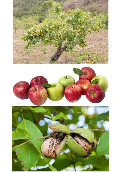 Meyve Ağaçları Sonbahar-Kış Bakımı Için Bakır-Kireç Karışımı Kullanıma Hazır Bordo B. 800GR fiyatları