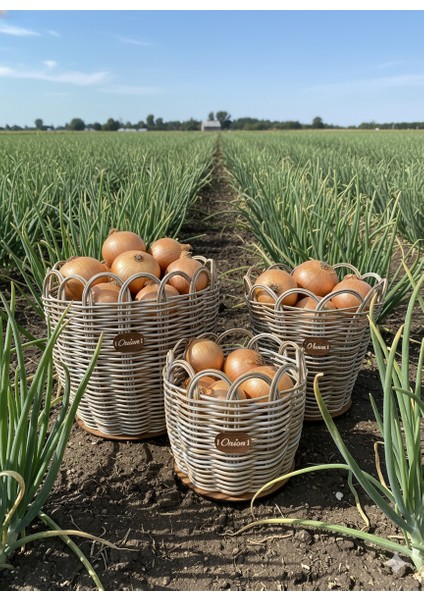 Raddancore Üçlü Soğanlık Seti/soğan Sepeti fırsatları