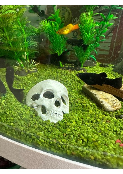 Akvaryum Dekoru Kafatası Model
