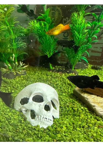 Akvaryum Dekoru Kafatası Model fiyatları