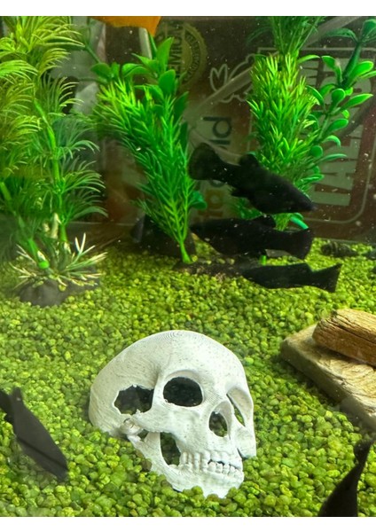Akvaryum Dekoru Kafatası Model modelleri