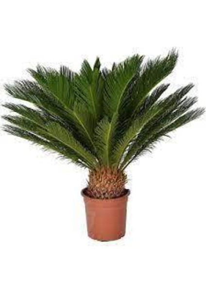 3 Adet Tohum Skas Sikas Palmiye Ağacı Tohumu