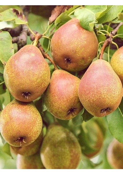 3 Yaş Tüplü Margaret Marilla Armut Fidanı 120-150 cm