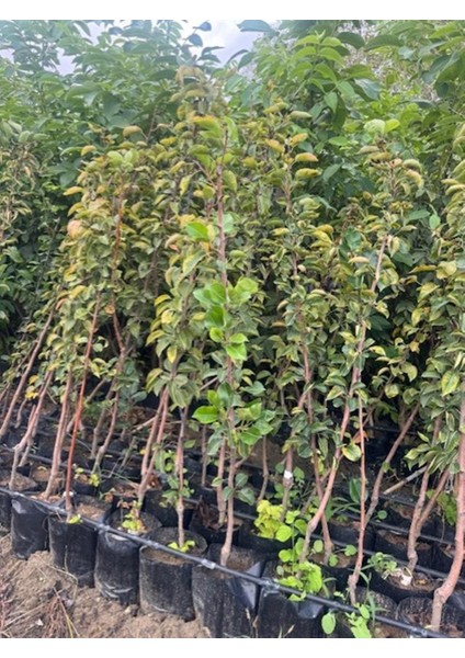 3 Yaş Tüplü Margaret Marilla Armut Fidanı 120-150 cm fiyatları