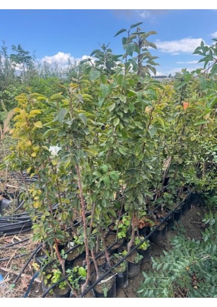 3 Yaş Tüplü Margaret Marilla Armut Fidanı 120-150 cm modelleri