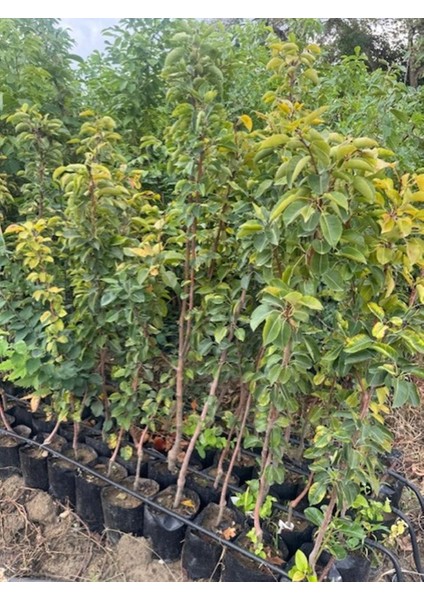 3 Yaş Tüplü Margaret Marilla Armut Fidanı 120-150 cm fırsatları