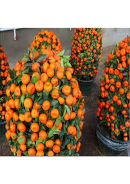 5 Adet Tohum Bodur Bonsai Mandalina Ağacı Toprak Saksı Sürpriz Heidye Bonsai Ağacı Tohumu