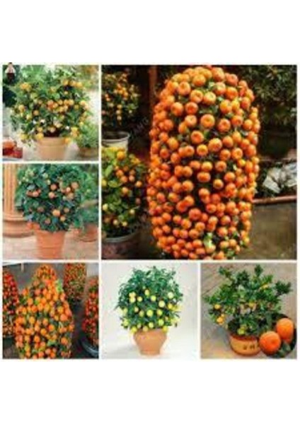 5 Adet Tohum Bodur Bonsai Mandalina Ağacı Toprak Saksı Sürpriz Heidye Bonsai Ağacı Tohumu fiyatları