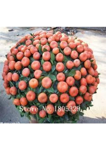 5 Adet Tohum Bodur Bonsai Mandalina Ağacı Toprak Saksı Sürpriz Heidye Bonsai Ağacı Tohumu modelleri