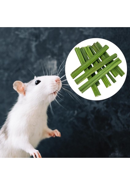 Molar Oyuncak Papaya Ü, Çubuk Temizleme Diş Fırçası (Yurt Dışından) indirimleri