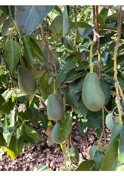 Avokado Dalından Yeni Toplanmış Günlük Taze 3 kg fiyatları