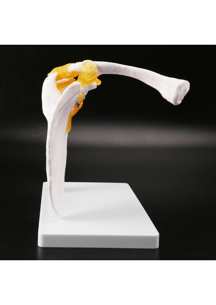 Insan Omuz Modeli, Anatomik Olarak Doğru Omuz Iskeleti Modeli Yaşam Boyu Insan Iskeleti Anatomi Bilim Sınıfı Çalışma Ekran Öğretim Modeli (Yurt Dışından) fırsatları