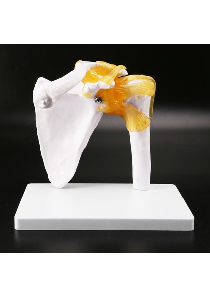 Insan Omuz Modeli, Anatomik Olarak Doğru Omuz Iskeleti Modeli Yaşam Boyu Insan Iskeleti Anatomi Bilim Sınıfı Çalışma Ekran Öğretim Modeli (Yurt Dışından) indirimleri