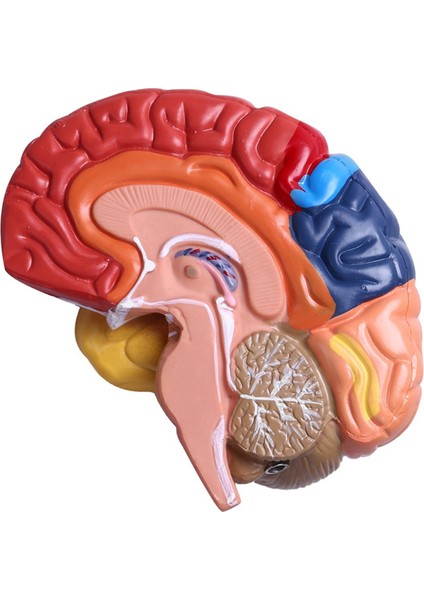 Serebral Anatomik Model Anatomi 1: 1 Yarı Beyin Beyin Saklığı Öğretim Laboratuvarı Malzemeleri (Yurt Dışından) indirimleri