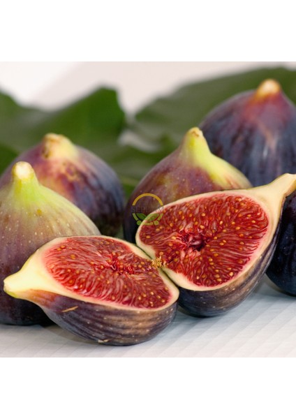 2 Yaş Bursa Dürdane Incir Fidanı