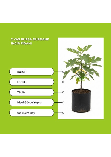 2 Yaş Bursa Dürdane Incir Fidanı fiyatları