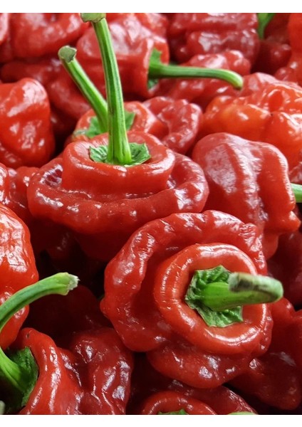 Scotch Bonnet Jamaıcan Red Pepper 350.000 Scoville - Gerçek Taze Acı Biber
