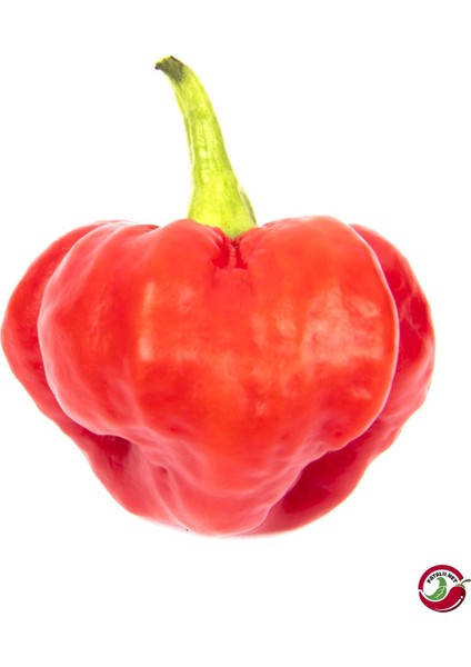 Scotch Bonnet Jamaıcan Red Pepper 350.000 Scoville - Gerçek Taze Acı Biber fiyatları