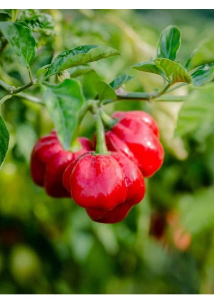 Scotch Bonnet Jamaıcan Red Pepper 350.000 Scoville - Gerçek Taze Acı Biber modelleri