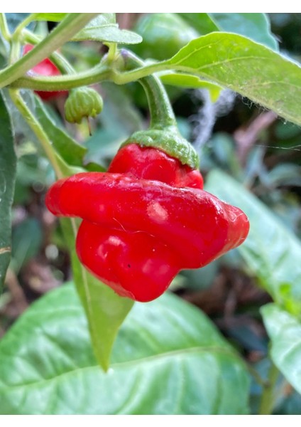 Scotch Bonnet Jamaıcan Red Pepper 350.000 Scoville - Gerçek Taze Acı Biber fırsatları