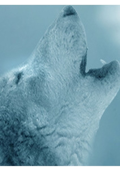 Kurt Desenli Isı ve Ses Yalıtımlı Sağlıklı Tekstil Duvar Kağıdı