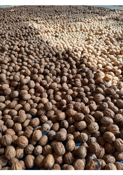 Biga Chandler Kabuklu Ceviz 1kg (Tarla Kuşu, Ilaçsız, Doğal Üretim, Yeni Hasat) modelleri