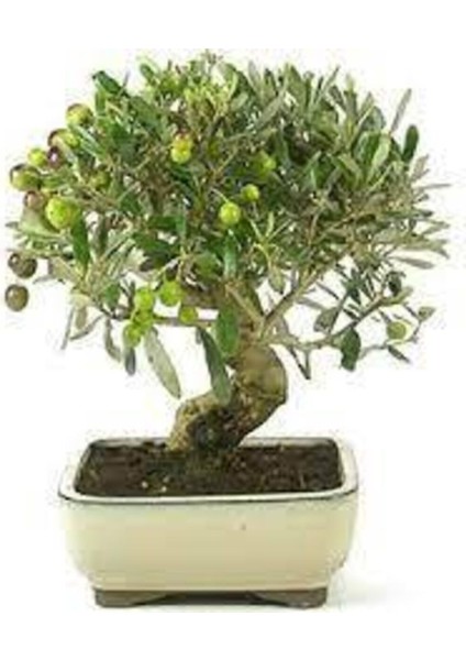 3 Adet Bonsai Zeytin Ağacı Tohumu