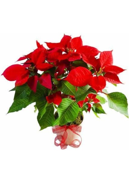 Ateş Çiçeği Tohumu 5 Adet Tohum Çiçek Tohumu + Saksı Toprak