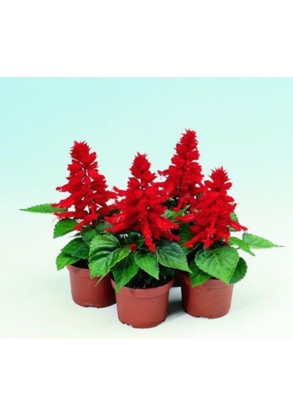 Ateş Çiçeği Tohumu 5 Adet Tohum Çiçek Tohumu + Saksı Toprak fiyatları