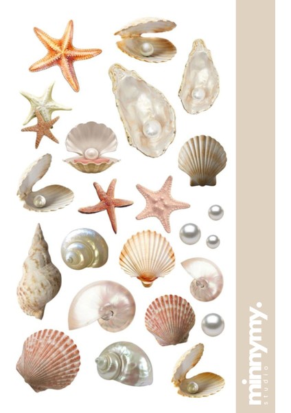 Seashell Collection Sticker, Çıkartma, Ajanda, Günlük, Planlayıcı, Bullet Journal ,scrapbook