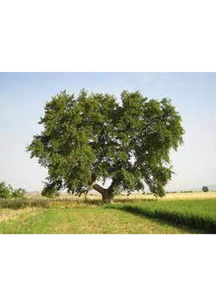 5 Adet Tohum Çınar Ağacı Tohumu Süpriz Hediye Bonsai Ağacı Tohumu