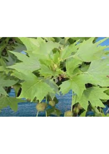 5 Adet Tohum Çınar Ağacı Tohumu Süpriz Hediye Bonsai Ağacı Tohumu fiyatları