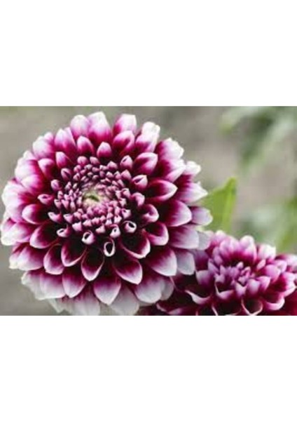 Yıldız Çiçeği Tohumu Karışık Dahlia Yıldız Çiçek Tohumu 10 Adet Tohum + Saksı Toprak