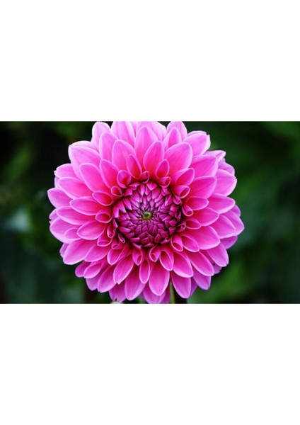 Yıldız Çiçeği Tohumu Karışık Dahlia Yıldız Çiçek Tohumu 10 Adet Tohum + Saksı Toprak fiyatları